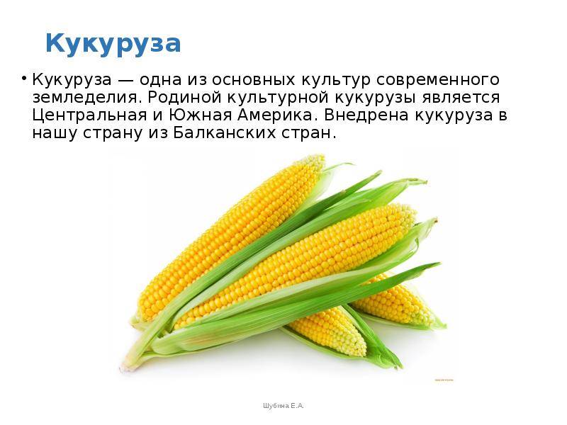 Кукуруза доклад 3 класс. Кукуруза культурное растение 3 класс. Кукуруза зерновая культура. Сорт кукурузы "восковидная-1.