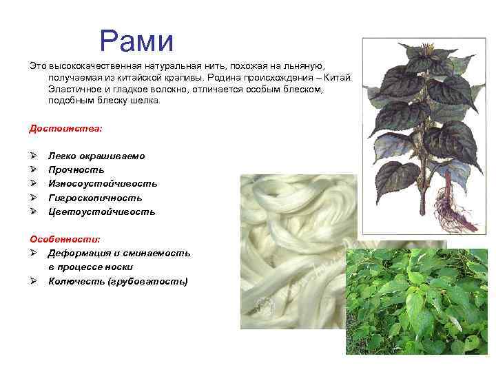 Рами – экоткань из китайской крапивы. чудо восточной азии
