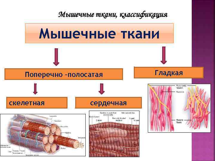 Отличия гладкой мускулатуры от поперечно полосатой. Схема классификации мышечной ткани. Структурная единица поперечно-полосатой скелетной ткани. Строение мышечной ткани. Гладкие и поперечно полосатые мышцы.
