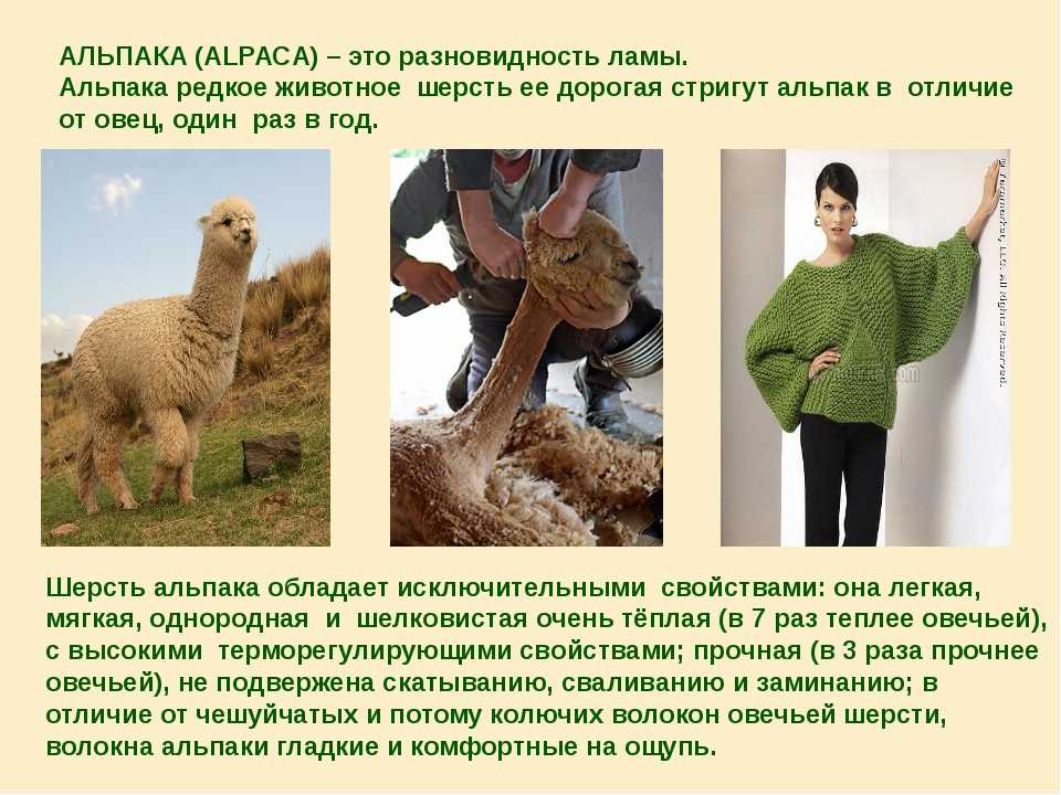 Что такое шерсть альпака? какое это животное? чем хороша эта шерсть? виды и свойства шерсти альпака. как получают, что из неё шьют? art-textil.ru