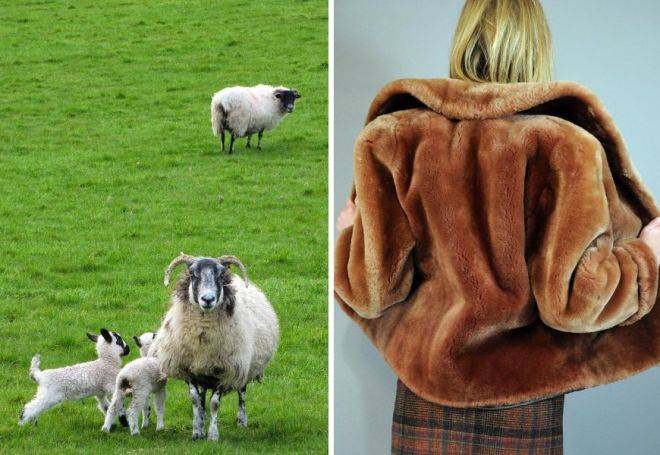 Описание меха мутон: свойства и характеристики овчинного меха
