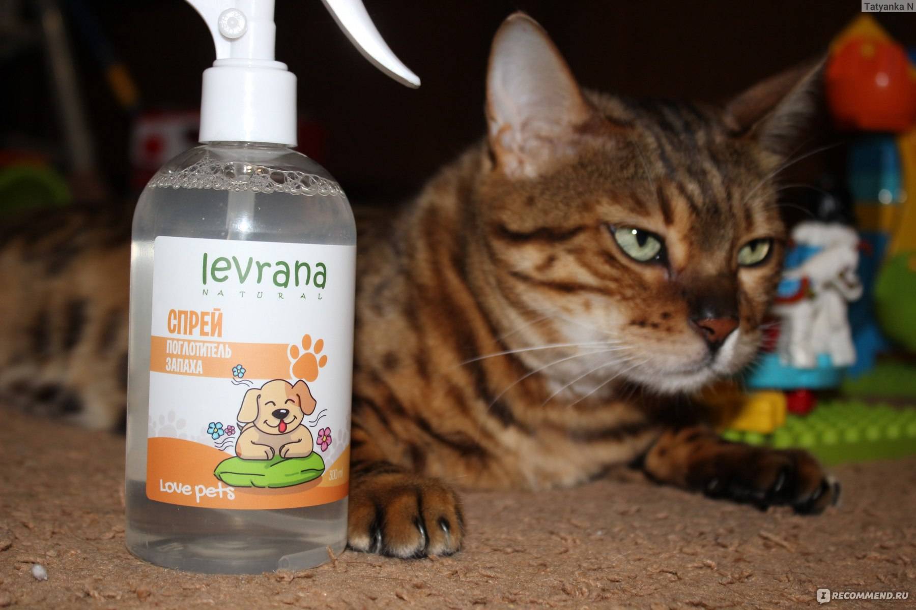 Как убрать запах кошачьей мочи: 10 проверенных способов
